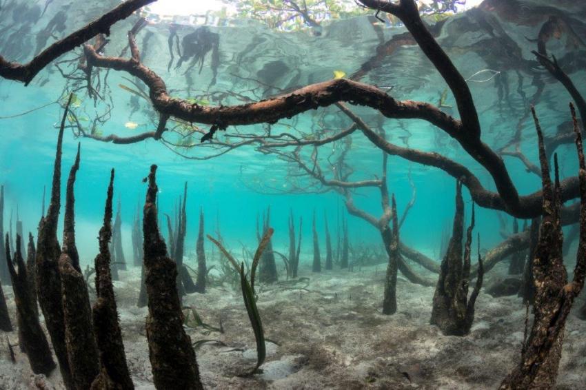 The village of Bahoi in the North Sulawesi region of Indonesia is the focus of a three-year project centred on biodiversity.