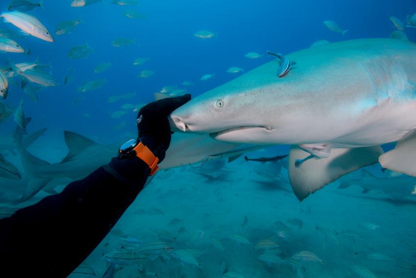 By wearing a Clerc Hydroscaph Chronograph will make sharks think, you're one of them. OK, that's not true...